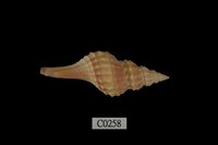 藏品(日本長旋螺)的圖片